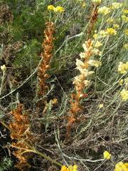Orobanche artemisiae-campestris