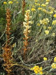 Orobanche artemisiae-campestris