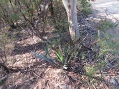 Dianella prunina