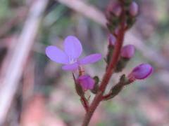 Stylidium productum