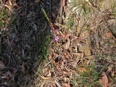 Stylidium productum
