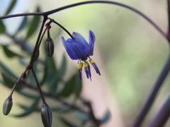 Dianella prunina