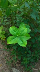 Rauvolfia tetraphylla