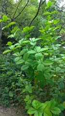 Rauvolfia tetraphylla