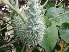 Pergularia