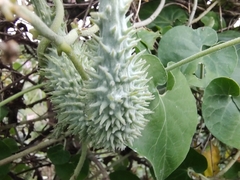 Pergularia