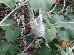 Pergularia