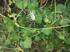 Pergularia