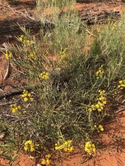 Senna pleurocarpa angustifolia