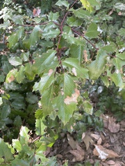 Berberis pinnata insularis