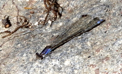 Argia extranea
