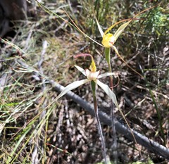Caladenia colorata