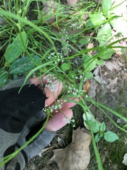 Limnosciadium pumilum