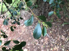 Erythroxylum australe