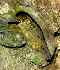 Lepidophyma lusca