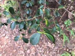 Erythroxylum australe