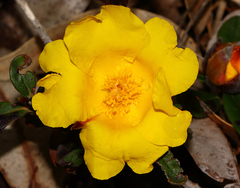 Hibbertia spectabilis