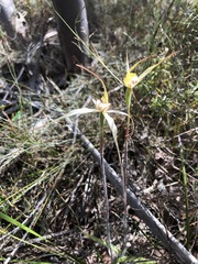 Caladenia colorata