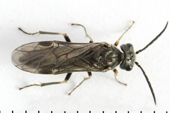 Dolerus genucinctus