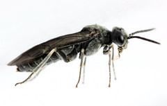 Dolerus genucinctus