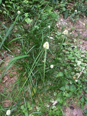 Cyperus dubius