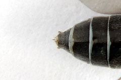 Dolerus genucinctus
