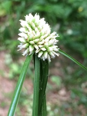 Cyperus dubius
