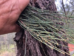 Casuarina cristata