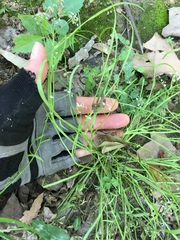 Limnosciadium pumilum