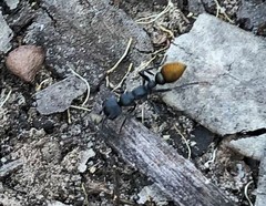 Myrmecia mandibularis