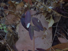 Rhinotropis californica