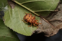 Paroplapoderus