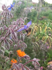 Apis mellifera ligustica