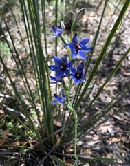 Thelymitra azurea