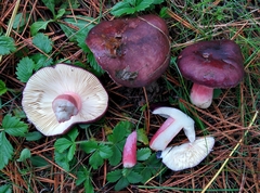 Russula torulosa