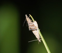 Glaucocharis dilatella
