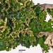 Crocodia poculifera - Photo no hay derechos reservados, subido por Peter de Lange