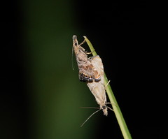 Glaucocharis dilatella