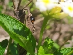 Exochomus nigripennis