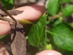 Exochomus nigripennis