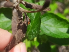 Exochomus nigripennis