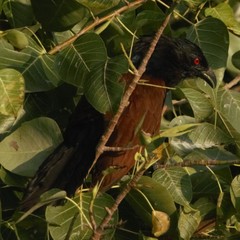 Centropus sinensis parroti