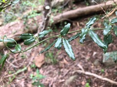Jasminum didymum racemosum