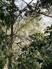 Calyptorhynchus lathami