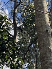 Calyptorhynchus lathami