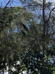 Calyptorhynchus lathami