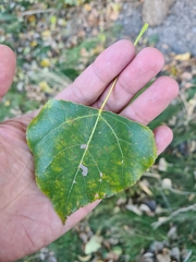 Populus nigra