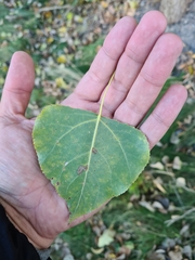 Populus nigra
