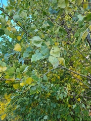 Populus nigra