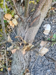 Populus nigra